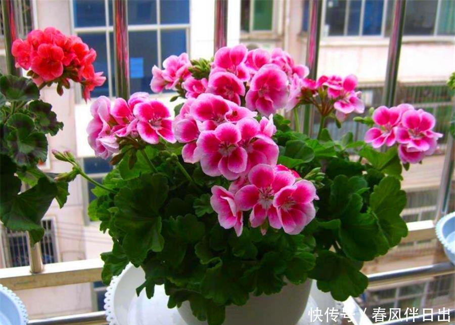 降温|天竺葵怕热度夏难？现在做好5件事，不黑腐根系壮，下波开爆盆