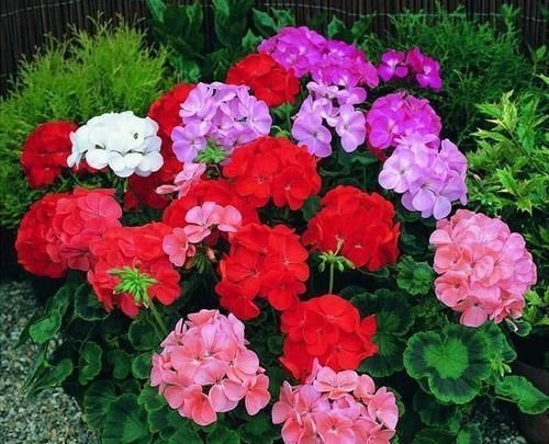 家家都有的1种水,用来浇花,连施肥都省了,养啥旺啥