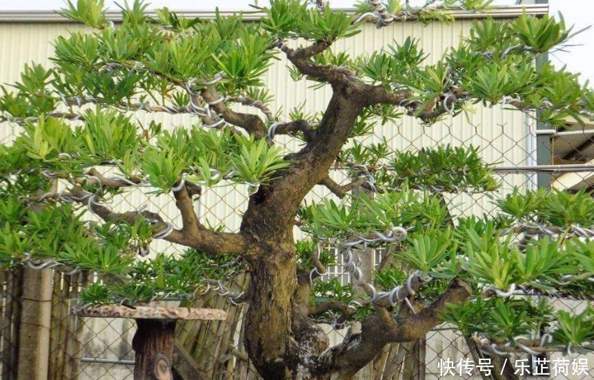 想要把小苗罗汉松,快速打造成“老桩盆景”,要做好这“几点”