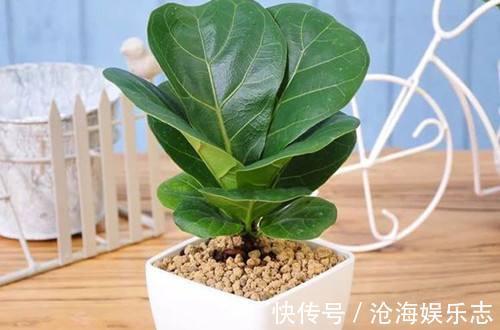琴叶榕|网红盆栽琴叶榕夏季怎么养护，注意几点，枝繁叶茂叶片油绿