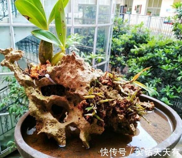 石头养花学2个小方法处理,千金难求!花友谁也舍不得卖