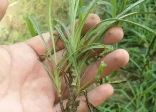 中年|农村一稀罕植物，遇到了不要随意采挖，植株能保健肝脏，价值珍贵