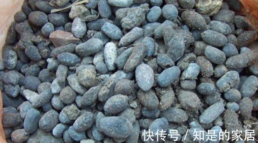 羊粪|有1种农家肥,含氮多,适合养花,腐熟后盆栽啥植物都用得上