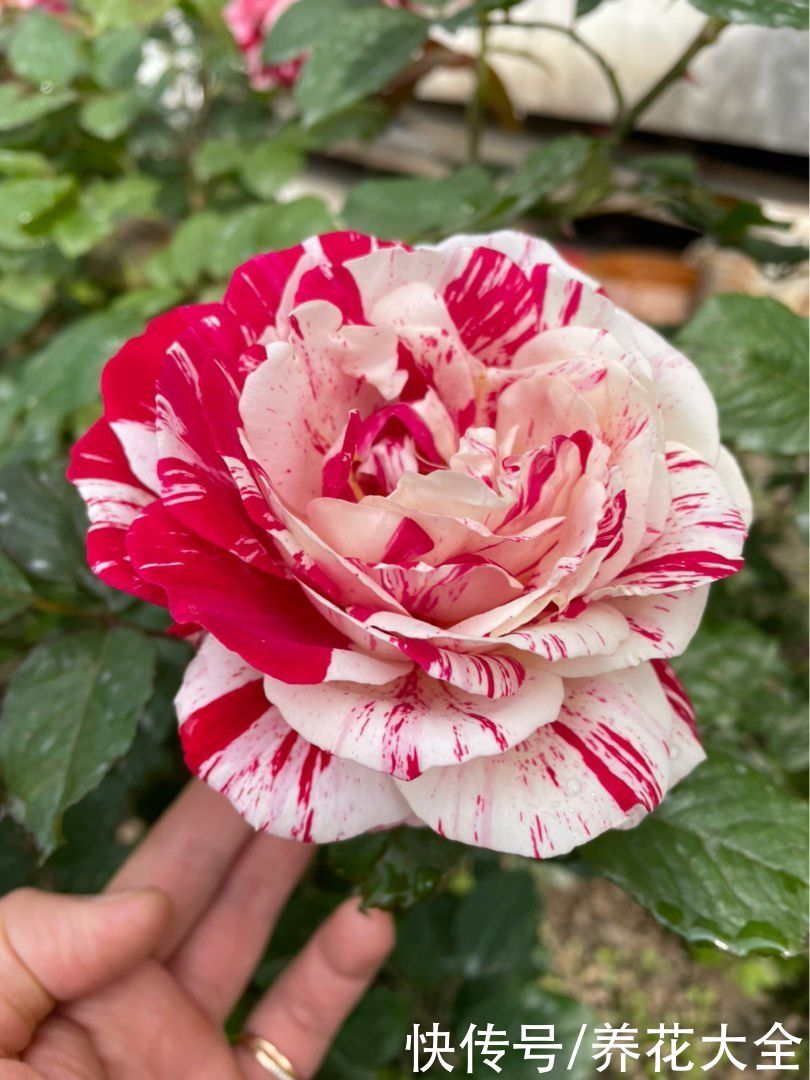 养花高手的5个好习惯，千万别小看，植物特别受用