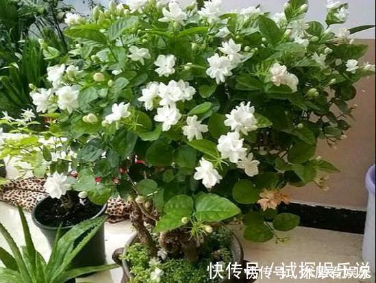 花王|秋天买茉莉,枝头满花苞3点谨慎,别手欠,开成“爆花王”