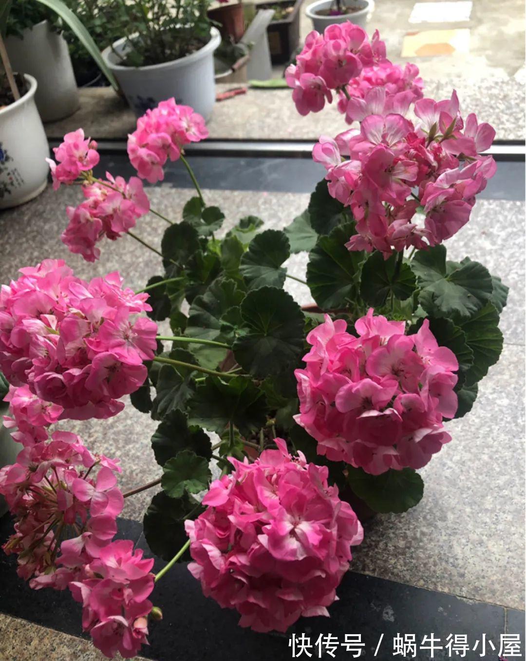 花苞|初秋8种花不能剪，轻则不开花，严重可能剩空盆