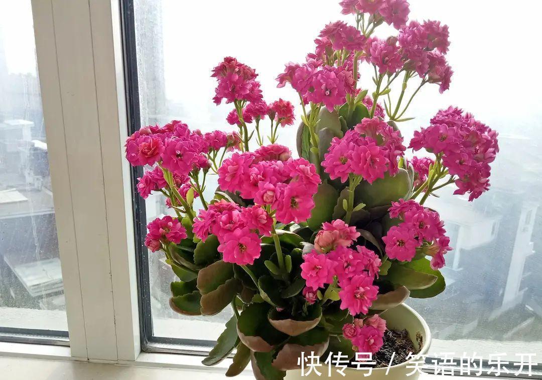 积水|适合“干养”的11种花,天冷更加要控水,不然难过冬