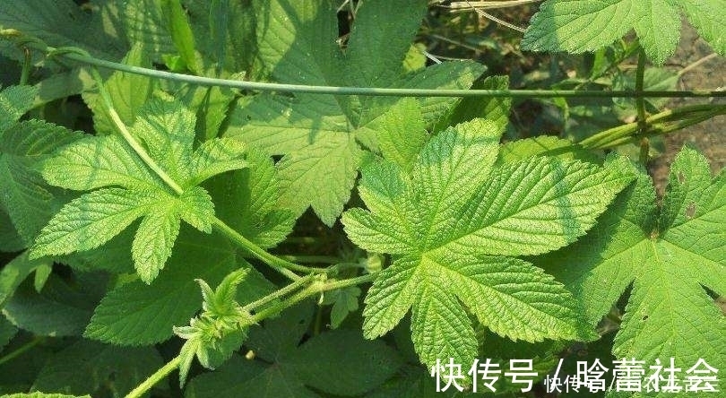 浑身|农村一种植物浑身是宝,却被农民归为害草,俗称“拉拉秧”
