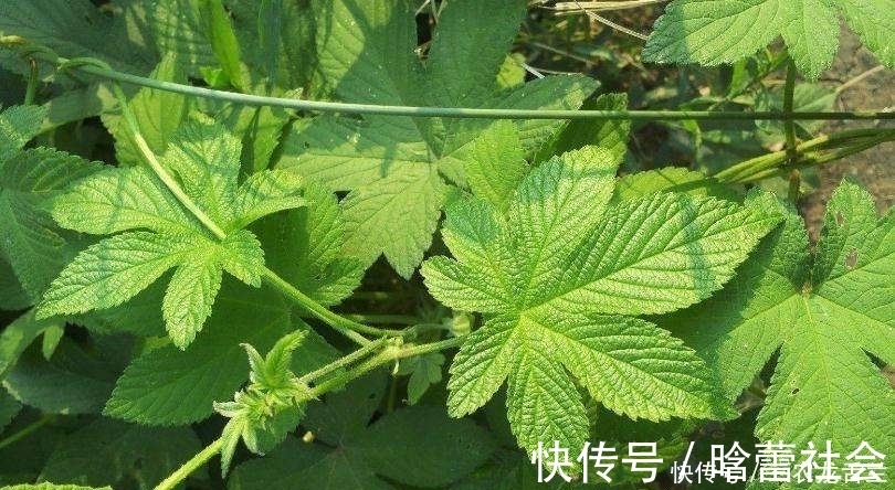 浑身|农村一种植物浑身是宝，却被农民归为害草，俗称“拉拉秧”