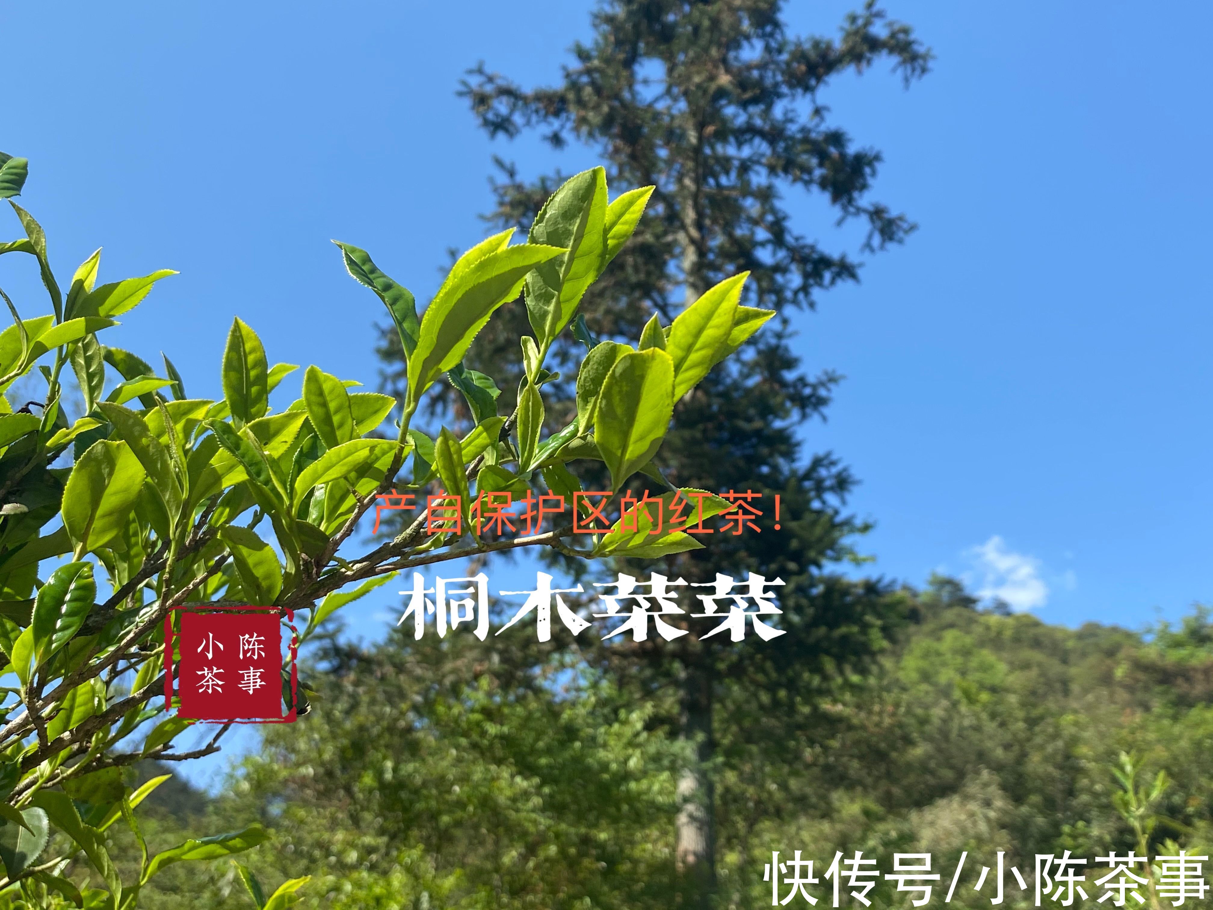 风味！喝正山小种，记住松烟香的5点真相，收藏备用，掌柜再也骗不了你