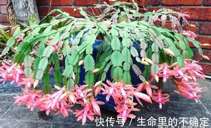 蟹爪兰要想爆盆,多做“3件事”!变成“开花机器”,花苞不间断