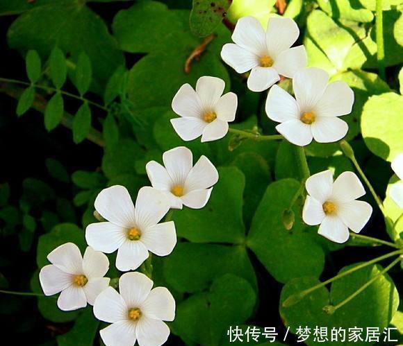 酢浆草之前是野花,现在摇身一变招人喜欢,叶片是心形开花超多