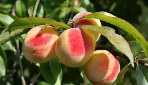 膳食纤维|桃子营养价值虽然高,但是也要注意3大忌,为了健康,不要忽视