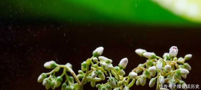 活得|袁枚最有哲理的一首诗,虽然我们很渺小,但也要活得比别人更精彩