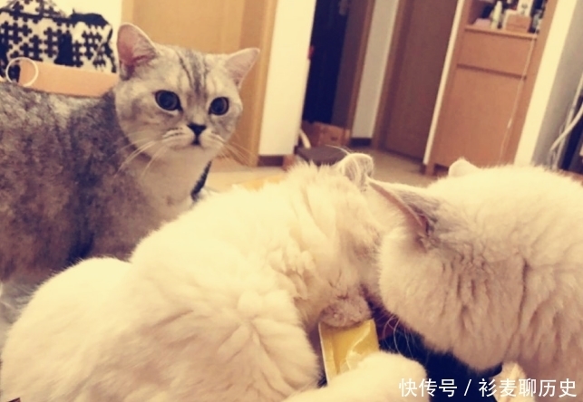 因家里受到老鼠的骚扰，此人特地写诗向好友要猫，句句可爱到爆