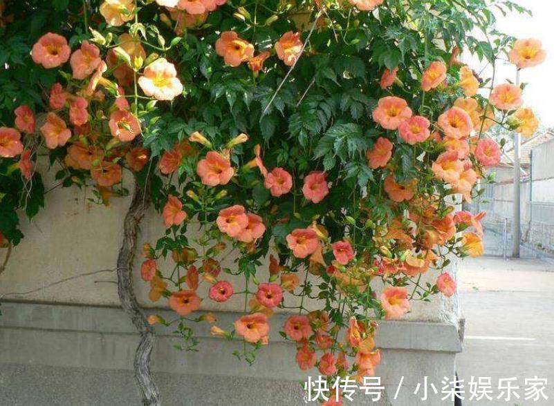 什么属相养什么“花”,一看就明白,看看你养对了吗