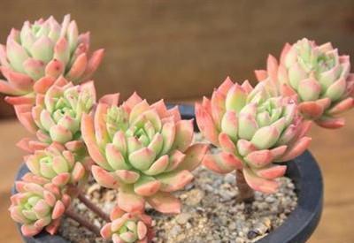 花盆|阳台养多肉，做好7点，养出的多肉就是比别人家的要美一点