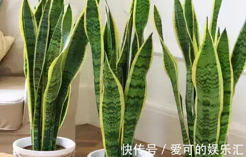 浇水|等了2年的新房终于装了,担心甲醛气味大,养这几盆花准没错