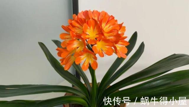 想不想君子兰快速开花?秋季做好这3点,根系满盆,快速长花苞