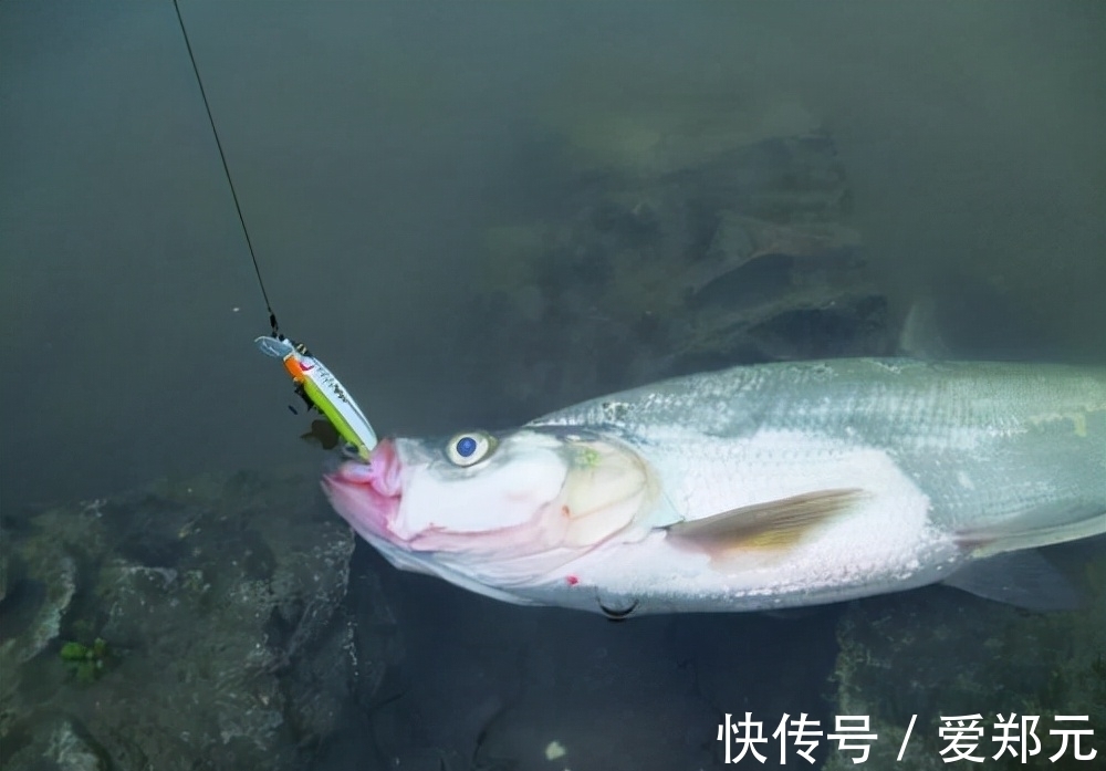 冬钓|一说冬钓,就是鲫鱼,试试这几种目标鱼,冬季给口也很好