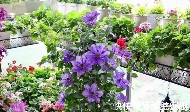 7㎡迷你“阳台造园”小阳台这样布置,也能美成的花园!