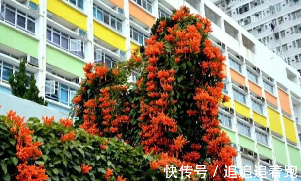 还在养吊兰3种花剪根枝，插土里就能活，半年成花墙，太惊艳了