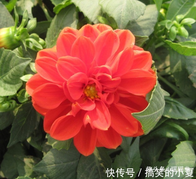此花外形奇特品种极多，花姿优雅霸气傲然，是寿比南山的好寓意