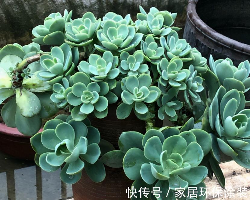 天冷不能露养多肉，碧桃该怎么办？多注意4点，根壮茎叶美