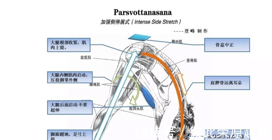 关节|瑜伽人须知的6个解剖学术语,附12个站立体式解剖图!