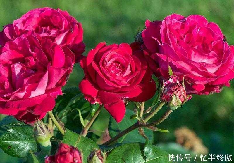 3种花超让人喜欢,植株低矮,花色绚丽,四季开花不停,养护很容易