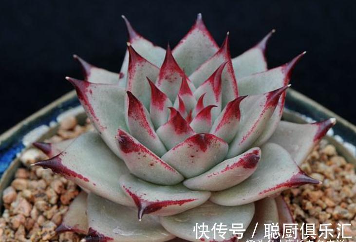 要说东云系名字最多的多肉,那非天狼星莫属,4个名字真是没谁了