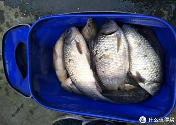 吞食|水库钓鱼被小鱼闹窝,钓友一怒之下用麦穗鱼钓鲫鱼,谁知竟连杆了