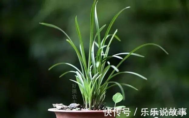 兰花养不好，主要是这5个原因，做好这几点，叶片葱绿花苞多