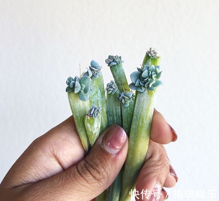 叶片|“塑料瓶”竟是养花神器,学会“4种”用法,一生受用、养花旺