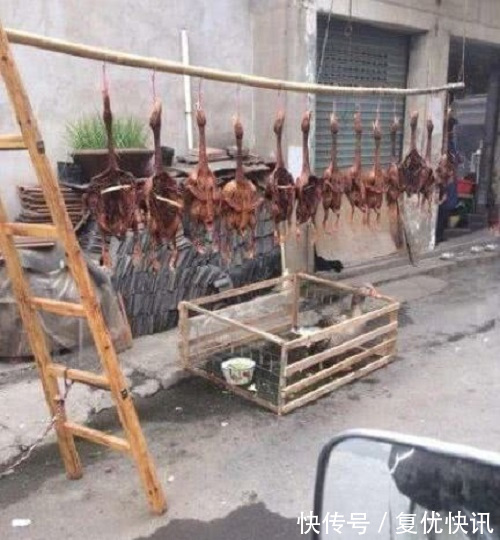 |搞笑图片幽默段子笑话大哥,你还是把它炖了吧,太折磨它了