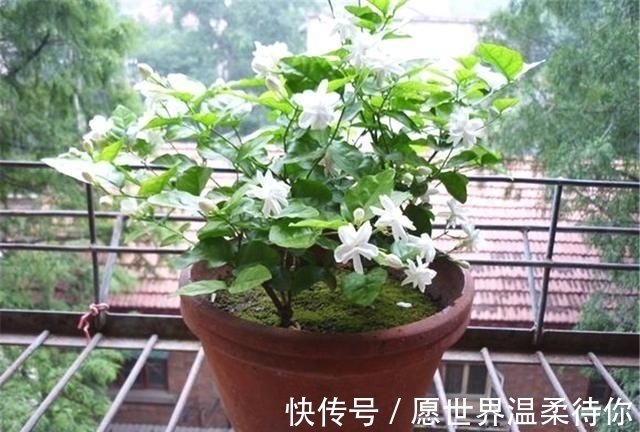 水杨酸|扦插茉莉生根慢?不妨用这“2种神水”,10天就生根,根系撑破盆