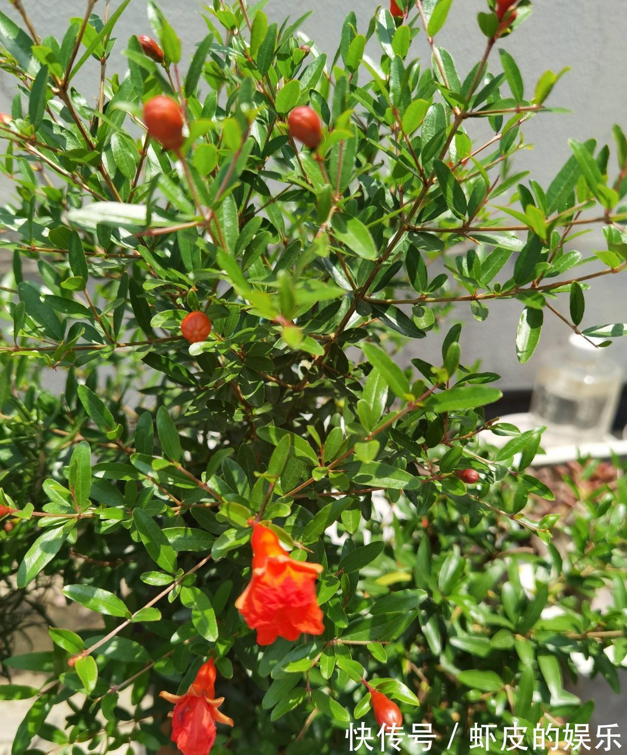 阳台上|很好养的3种小树,阳台露台都可以养,寓意好越养越旺净化空气