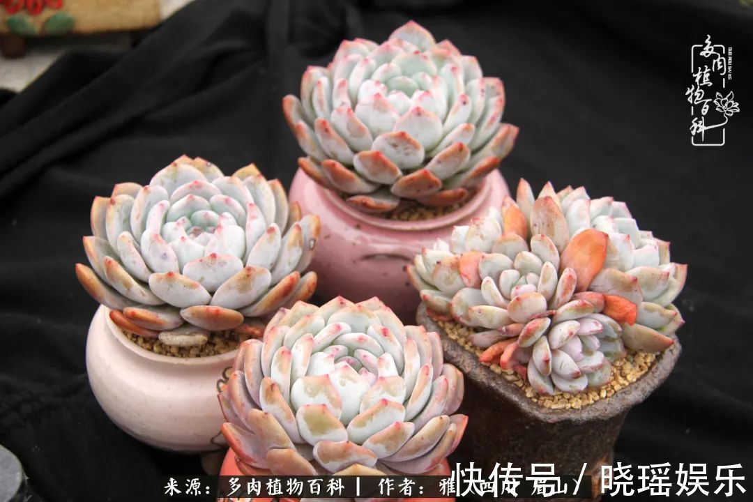 万圣节|养多肉六年,从痴迷到佛系,世事漫随流水,唯有喜爱永恒!