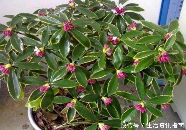 养金边瑞香,给它施上1种肥,开花多,花香浓!