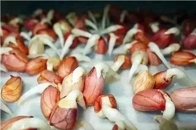 水培“花生”,比“吊兰”还漂亮,1株结30个果!不妨也可以试试