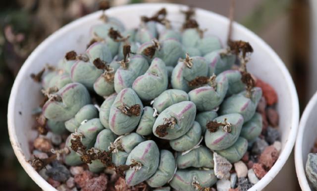 光照|养多肉5个“行为”要避免,否则会悄悄“毁掉”你的多肉