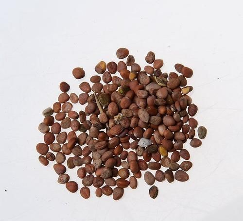 痰湿|一个非常强大的方子,只需3味药,把痰湿彻底根除,神清气爽