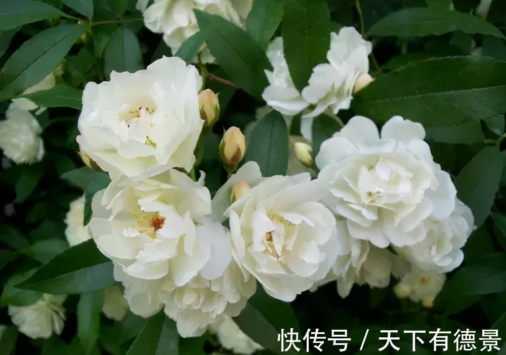 养花|新手养花,有这3款足矣,皮实好养省心,多季节有花赏