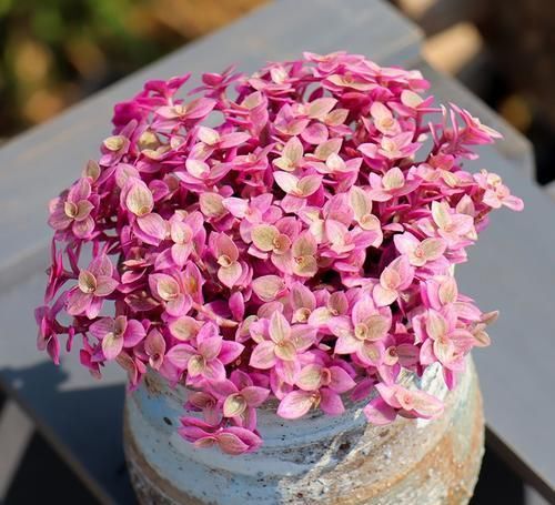 多肉总是长不好？试试这几种，皮实又好养，一盆变多盆