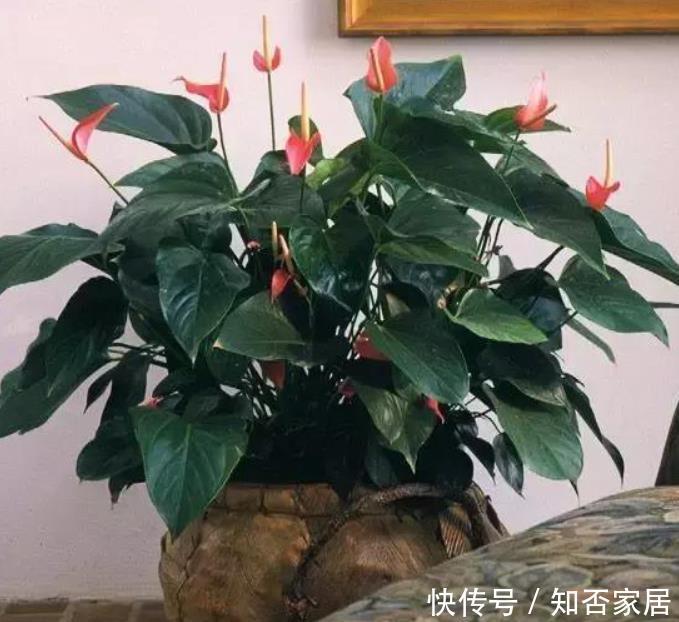 客厅空旷想摆几盆花?选这5种,好看又皮实,还能净化空气!