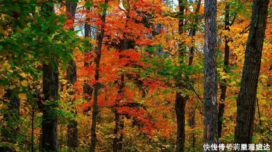 小池|杨万里比较冷门的一首诗,但是同样写得很有趣,值得我们一读再读