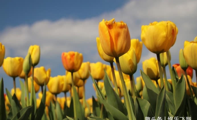 相爱|9月末，桃花满满，怦然心动，相爱相伴，相濡以沫，恩爱到白头