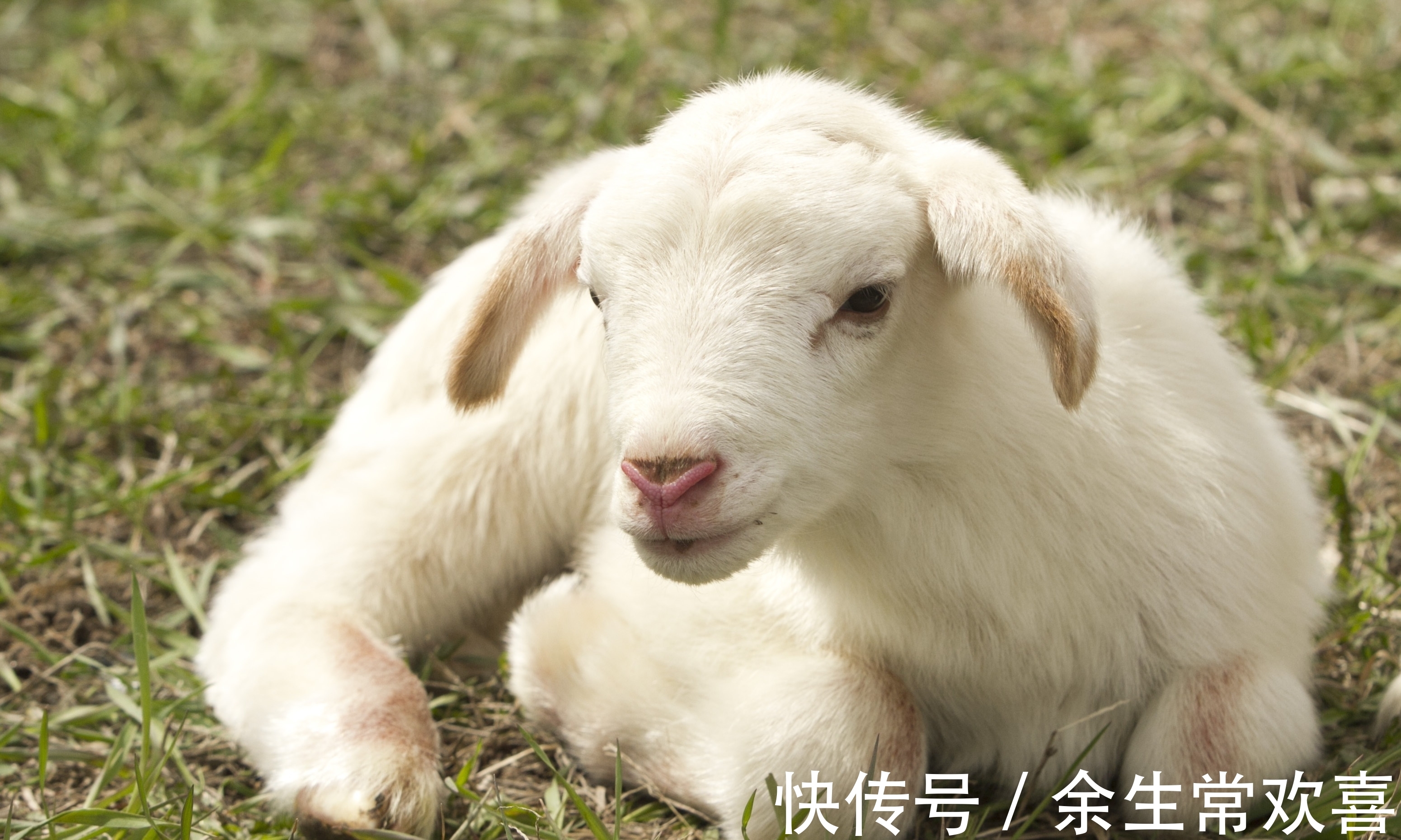 福气|生肖羊出生在哪季节，贵人多，福气旺，2022年扶摇直上，前程似锦