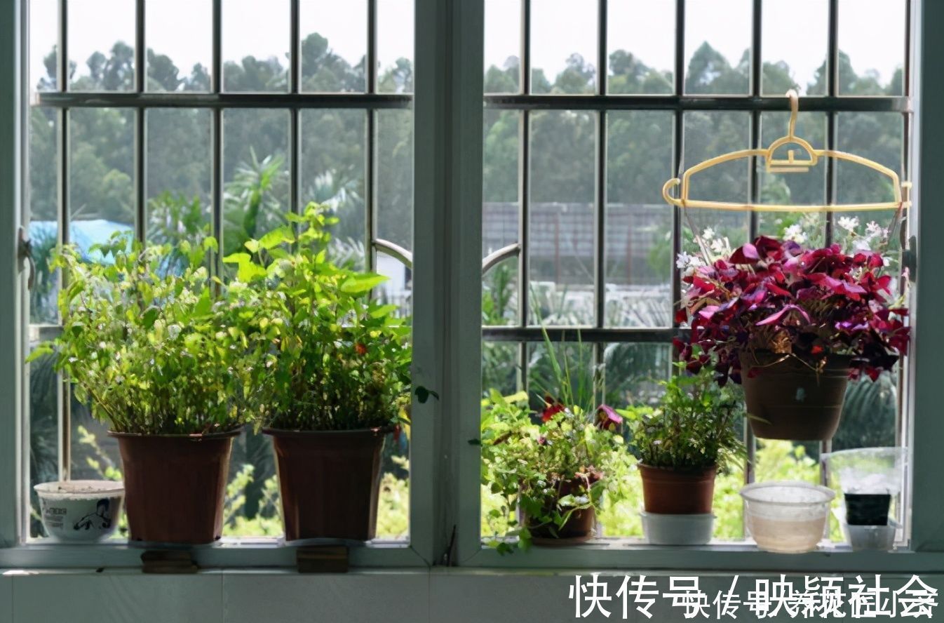 忌讳|养花忌讳“3种肥”,乱用不好,避免以后就不再黄叶,不用再发愁