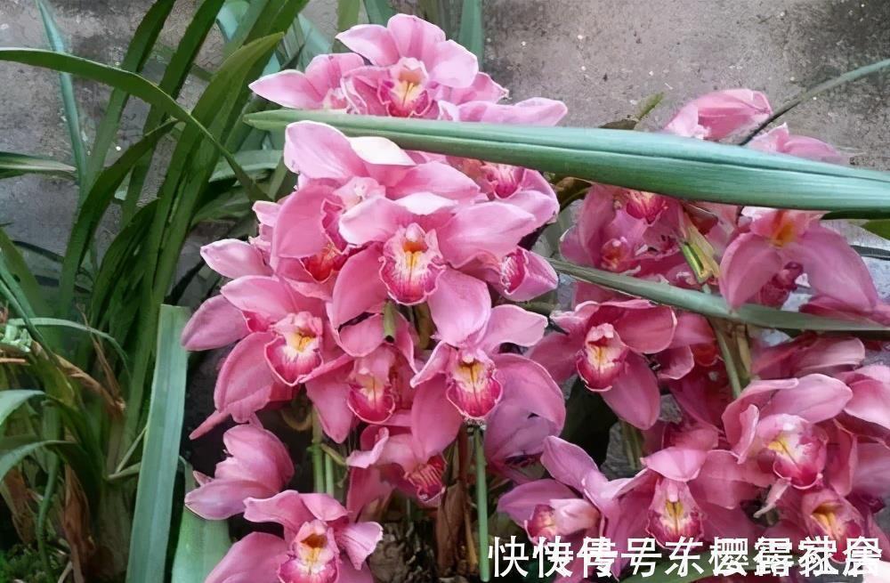 藤本月季|家里养了3种花,一盆接着一盆买,根本控制不住,是你吗?